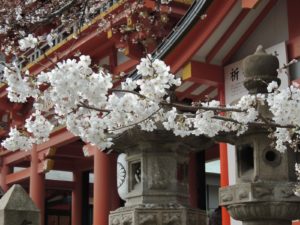 Come fiori di ciliegio destinati a cadere. Simbologia del sakura nella cultura giapponese. @ A.I.M.I.G.