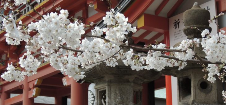 Come fiori di ciliegio destinati a cadere. Simbologia del sakura nella cultura giapponese.